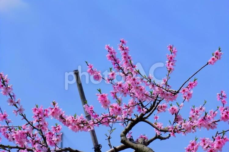 桃の花　やしろ桃園 桃,もも,モモの写真素材