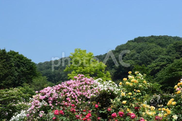 バラの花と新緑の木と青空 バラ,花,新緑の写真素材
