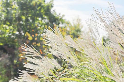 風に揺れる秋のススキ ススキ,秋,ススキの穂の写真素材