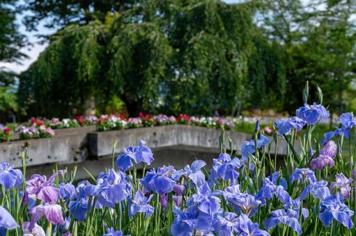 アヤメ 菖蒲,アヤメ,花の写真素材