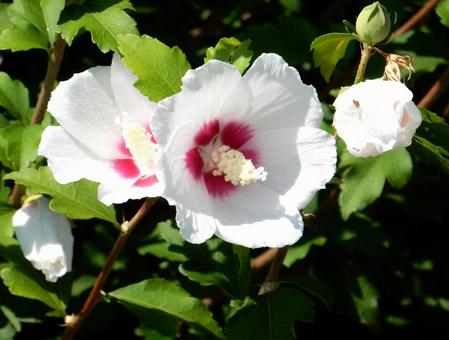 [Flower photo] White Rose of Sharon, JPG