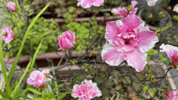 立川町の花壇② ペラルゴニウム,テンジクアオイ,ゼラニウムの写真素材