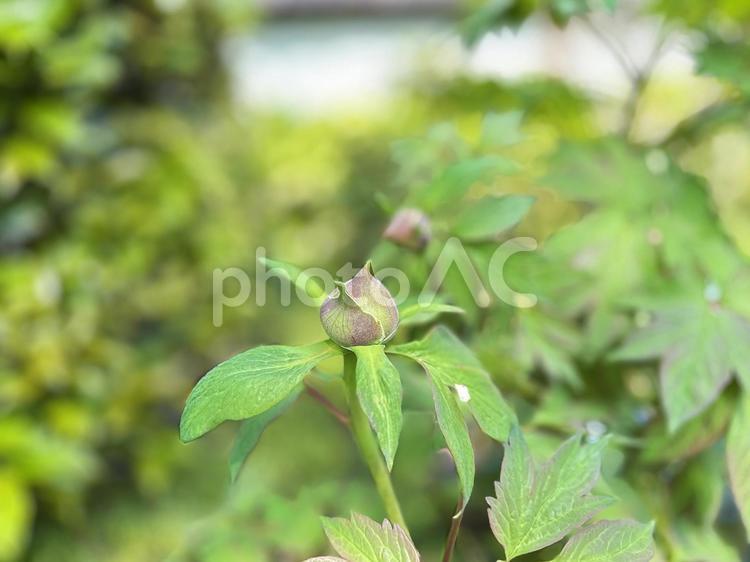ぼたん苑　庭園　上野恩賜公園 庭園,上野東照宮ぼたん苑,上野恩賜公園の写真素材