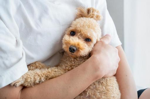 抱きかかえられたトイプードル 抱きかかえられたトイプードル 犬,抱っこ,抱くの写真素材