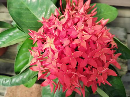 サンタンカ サンタンカ 花,開花時期,咲くの写真素材