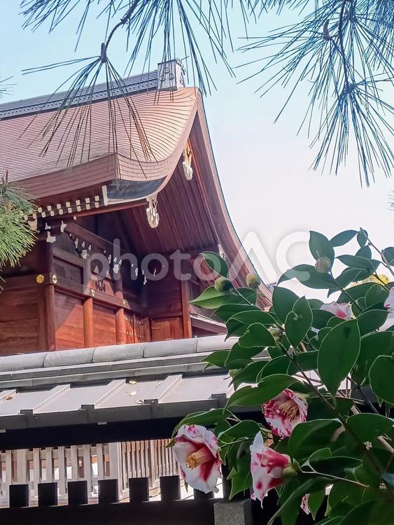 城南宮の本殿と椿 花,椿,城南宮の写真素材