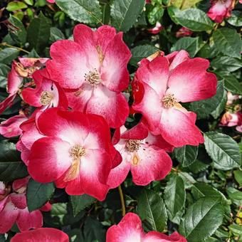 Rose Garden, JPG Rose Garden, JPG