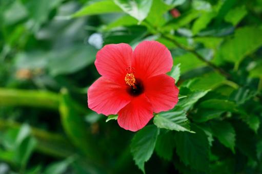 ハイビスカス ハイビスカス,花,南国の花の写真素材