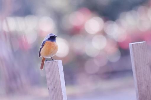 枝に止まるジョウビタキの雄 枝に止まるジョウビタキの雄の写真