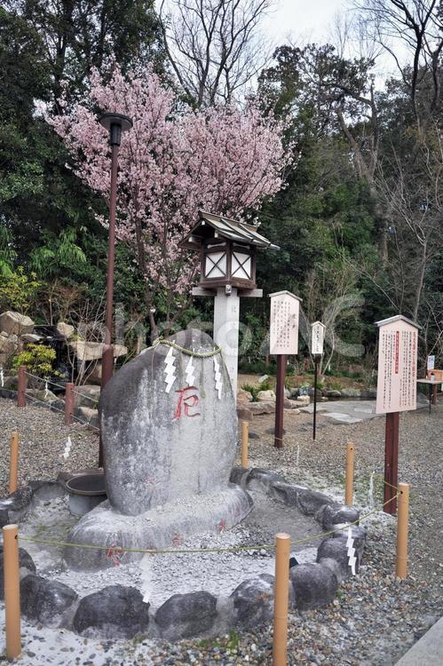 櫻木神社　厄災落としの割石（厄割石） 櫻木神社,千葉県野田市,神社仏閣の写真素材
