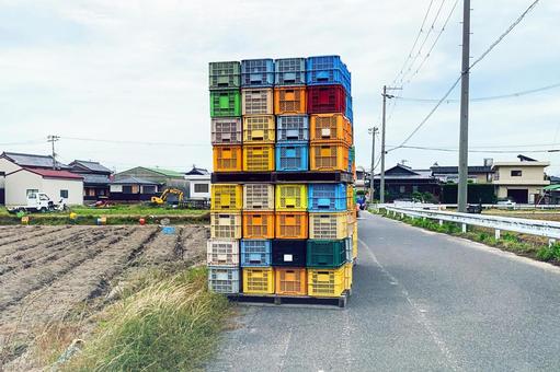 6月新玉ねぎ旬の時期、淡路島の農村の風景 淡路島,玉ねぎ,収穫の写真素材