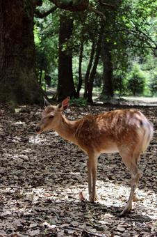 奈良公園シカ 奈良公園シカの写真