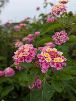 ピンクの花 ピンクの花の写真