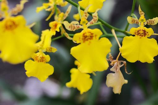 ９月中旬のオンシジウムの花 オンシジウム,黄色,花の写真素材