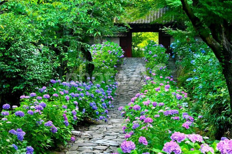 山門へ続く美しい石畳の参道と紫陽花 紫陽花,アジサイ,花の写真素材