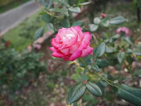 バラ園に咲く綺麗な薔薇を撮りました 花,薔薇,自然の写真素材