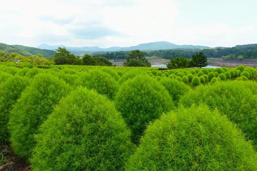 大分農業文化公園のコキア04 大分農業文化公園のコキア04の写真