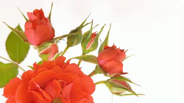 赤いバラ (5) 薔薇,バラ,赤の写真素材