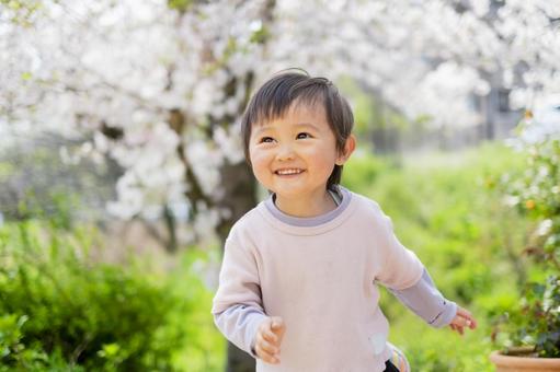 Dancing 2-year-old child_Sakura in full bloom, JPG Dancing 2-year-old child_Sakura in full bloom, children, boy, dance, JPG