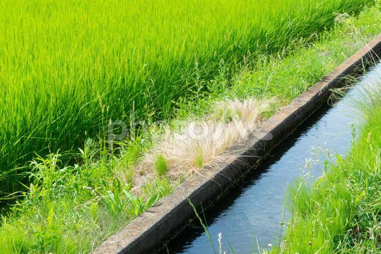 田んぼと用水路 田んぼ,水田,田畑の写真素材