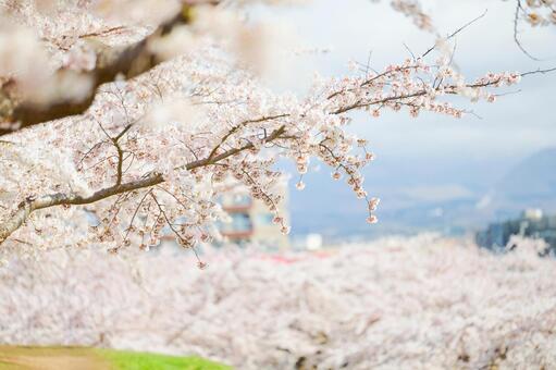 五稜郭公園の桜 ソメイヨシノ,染井吉野,五稜郭の写真素材