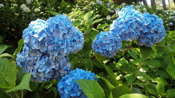 Hydrangea, JPG
