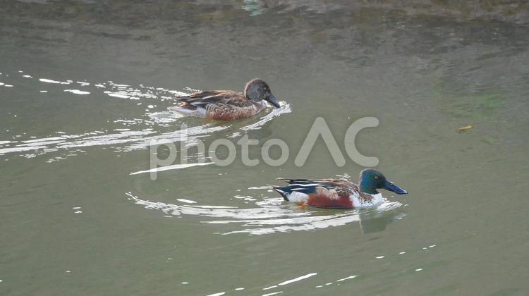 早春の小川を波紋を残して泳ぐハシビロガモ ハシビロガモ,鴨,渡り鳥の写真素材