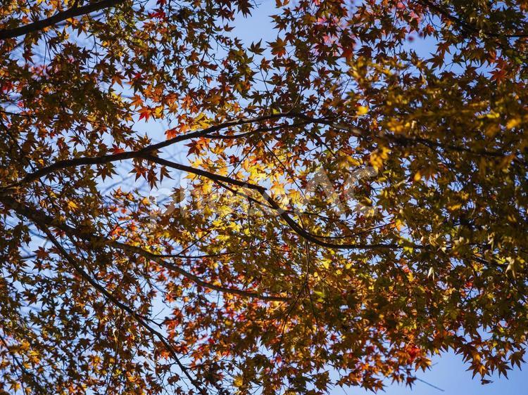 光を透かすカエデの葉 紅葉,カエデ,光の写真素材