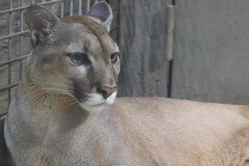 ピューマの写真素材 写真素材なら 写真ac 無料 フリー ダウンロードok