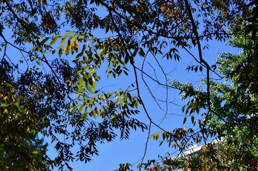 Photo, autumn leaves, autumn, autumn sky, 