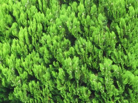 緑色の葉が茂る針葉樹 緑色の葉が茂る針葉樹の写真