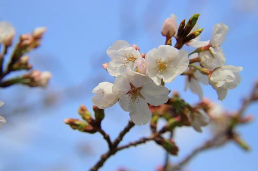 満開の桜の花 さくら,サクラ,櫻の写真素材