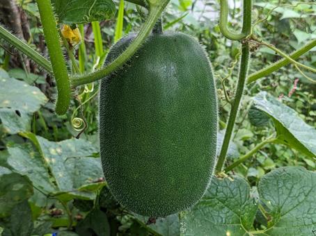冬瓜（とうがん） 冬瓜,トウガン,野菜の写真素材
