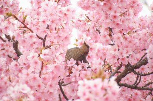 桜と鳥 桜と鳥の写真