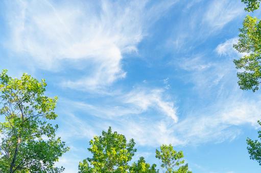 青空と緑 青空と緑 緑,夏,青空の写真素材