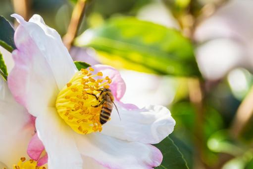 サザンカとミツバチ⒃の写真