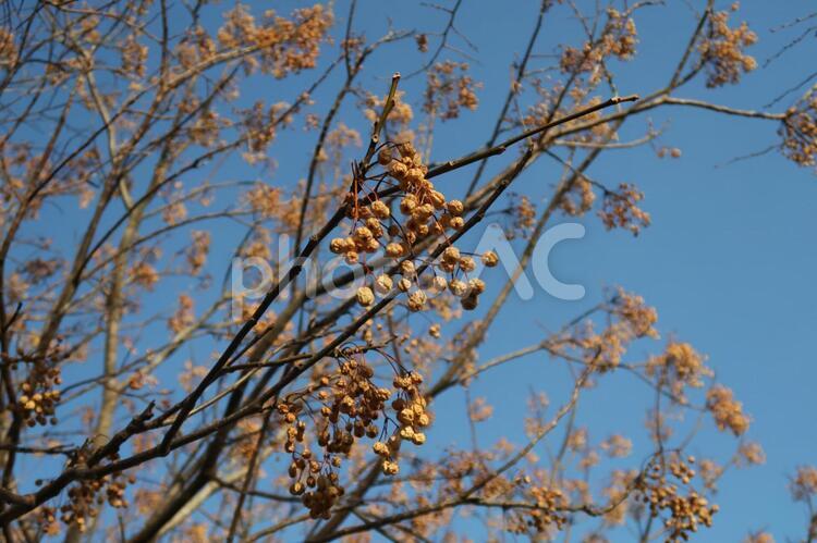 茨城県水郷県民の森　冬の景色 冬枯れ,冬空,枯れ木の写真素材
