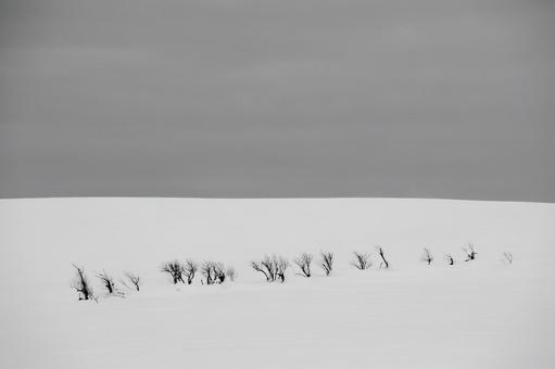 広大な雪原に並ぶ木立の冬景色 樹々,木立,雪原の写真素材