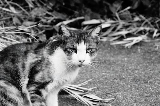 ねこ ねこの写真