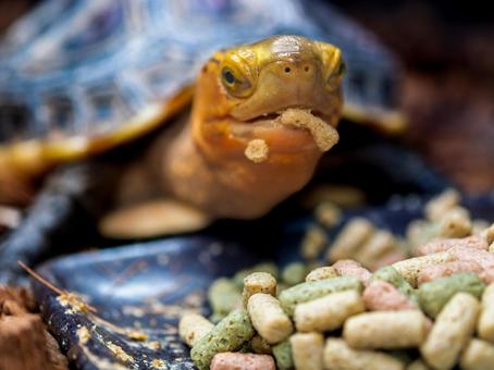 餌を食べるセマルハコガメ 餌を食べるセマルハコガメの写真