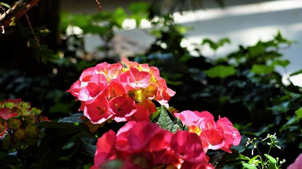アジサイの花。 アジサイの花。 自然,植物,花の写真素材