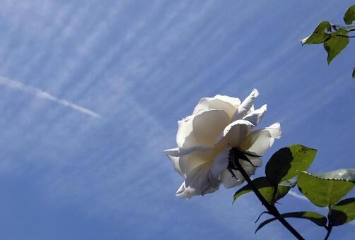 バラ [Rose]-008の写真