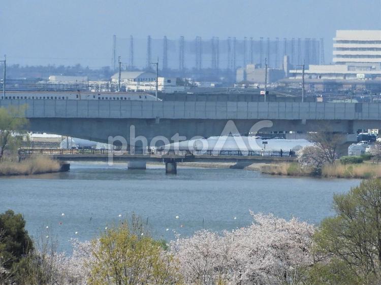 桜が咲く湖沿いを走る北陸新幹線2 木場潟,石川県,北陸新幹線の写真素材