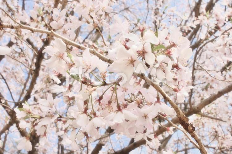満開の桜（ソメイヨシノ） 桜,春,桜満開の写真素材