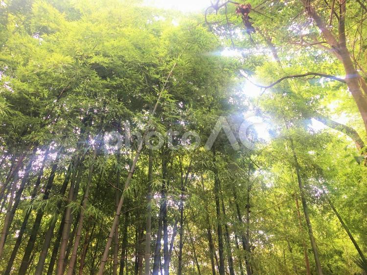 森の木漏れ日 癒される,景色,風景の写真素材