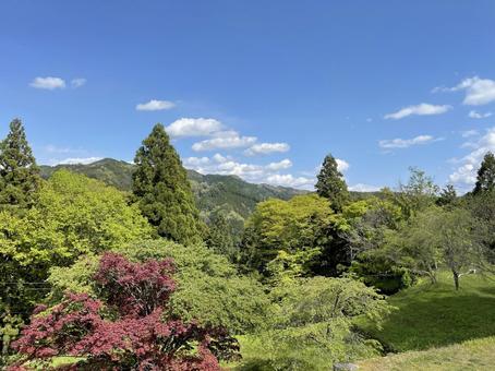 山 森林,木,山の写真素材