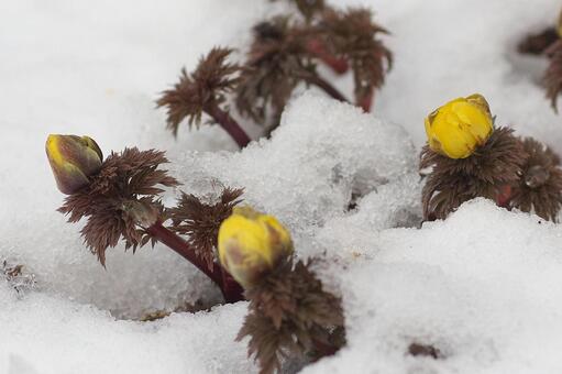 4月の花畑に名残雪 4月の花畑に名残雪の写真