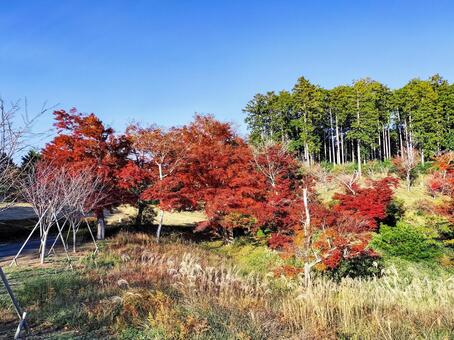 紅葉のもみじ林と芒　伊豆修善寺虹の郷にて 紅葉,モミジ,紅葉狩りの写真素材