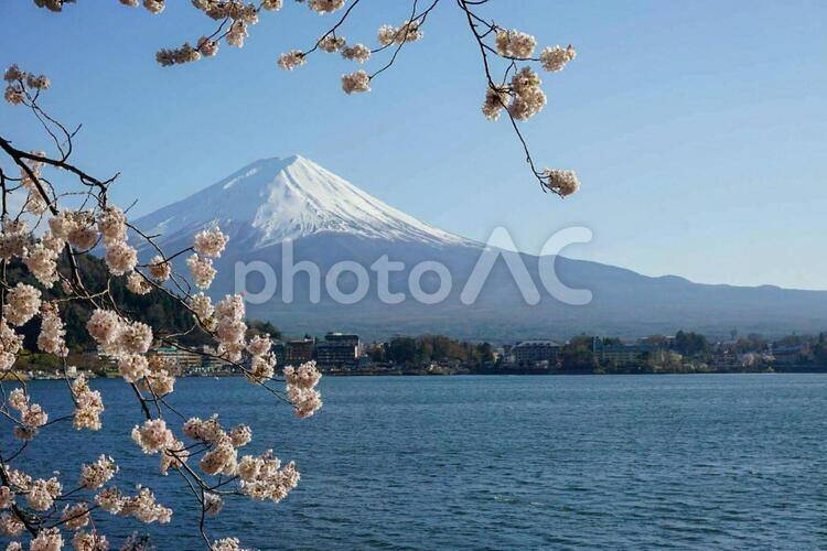 お花５　桜と富士山 桜,富士山,ピンクの写真素材