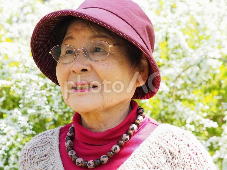 雪柳と花見をするシニア女性 女性,高齢者,シニアの写真素材